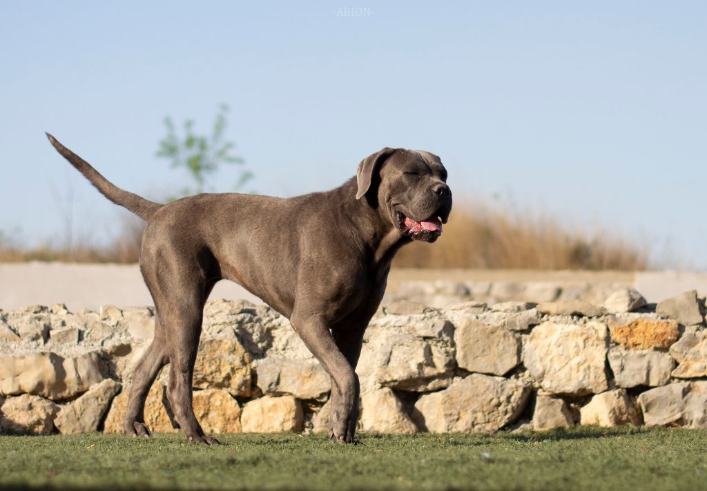 Ginevra di casa borbone