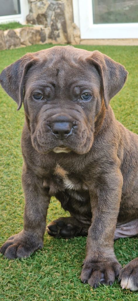 Des Seigneurs De Sparte - Chiot disponible  - Cane Corso