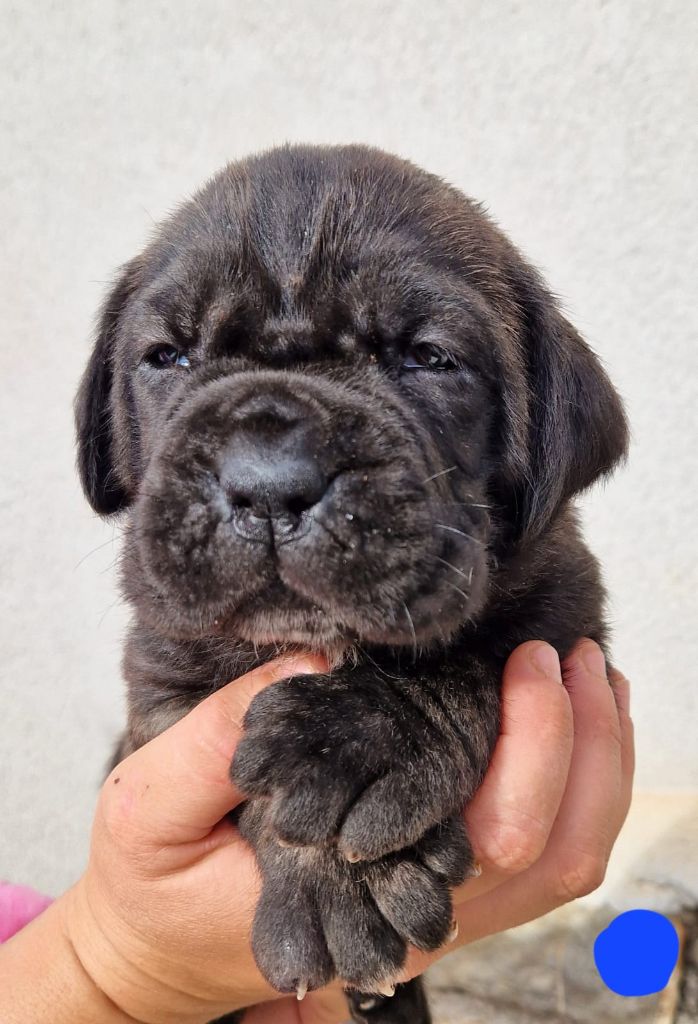 Des Seigneurs De Sparte - Chiot disponible  - Cane Corso