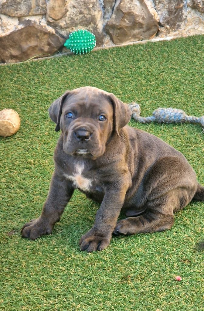 Des Seigneurs De Sparte - Chiot disponible  - Cane Corso