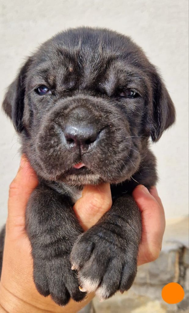 Des Seigneurs De Sparte - Chiot disponible  - Cane Corso