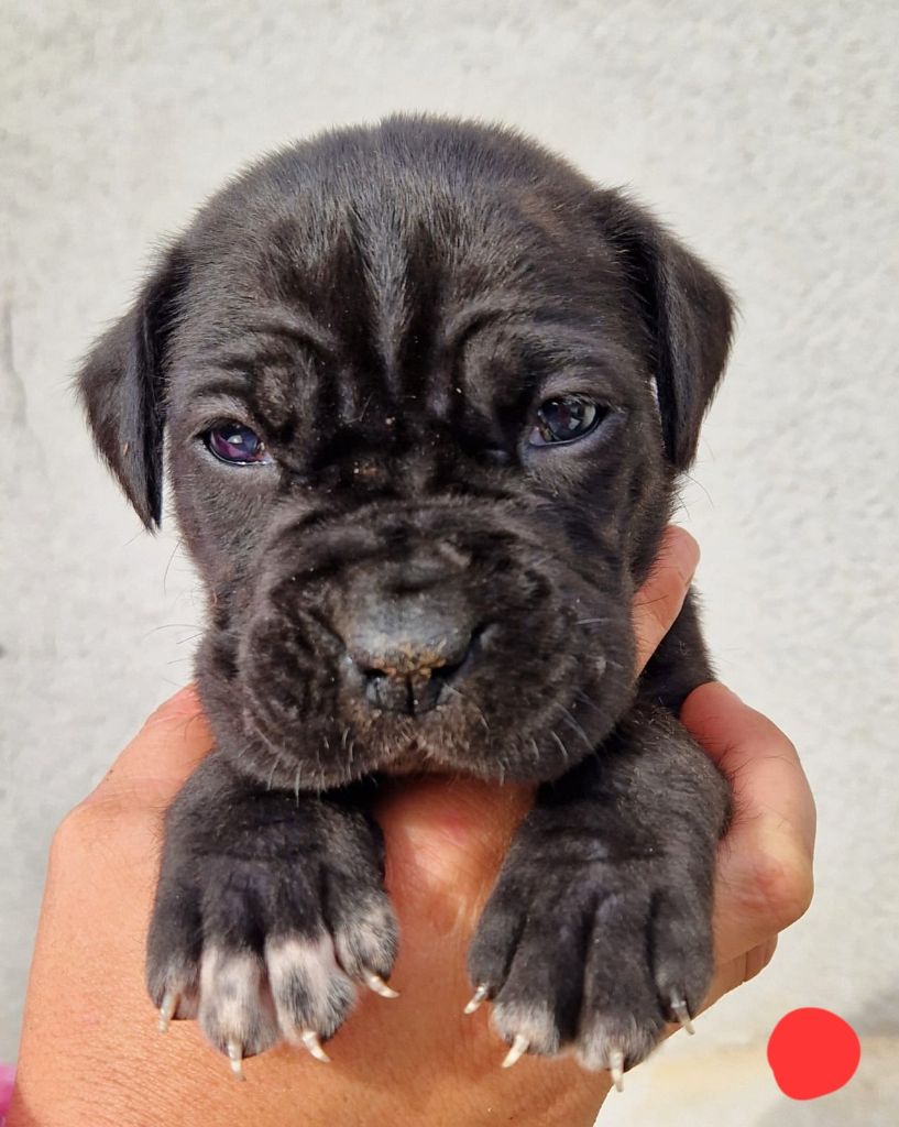 Des Seigneurs De Sparte - Chiot disponible  - Cane Corso