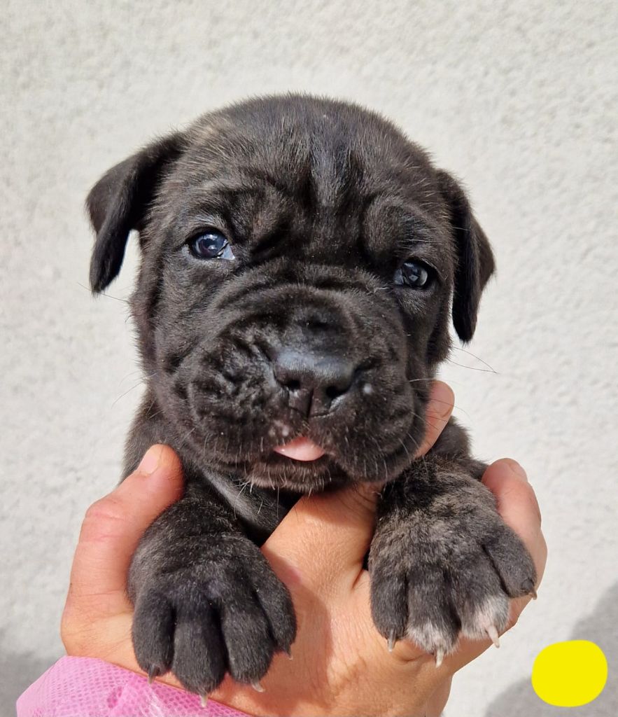 Des Seigneurs De Sparte - Chiot disponible  - Cane Corso