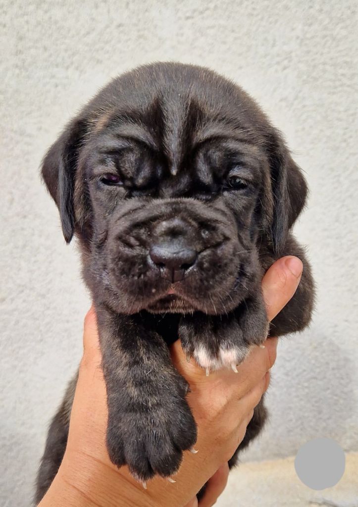 Des Seigneurs De Sparte - Chiot disponible  - Cane Corso