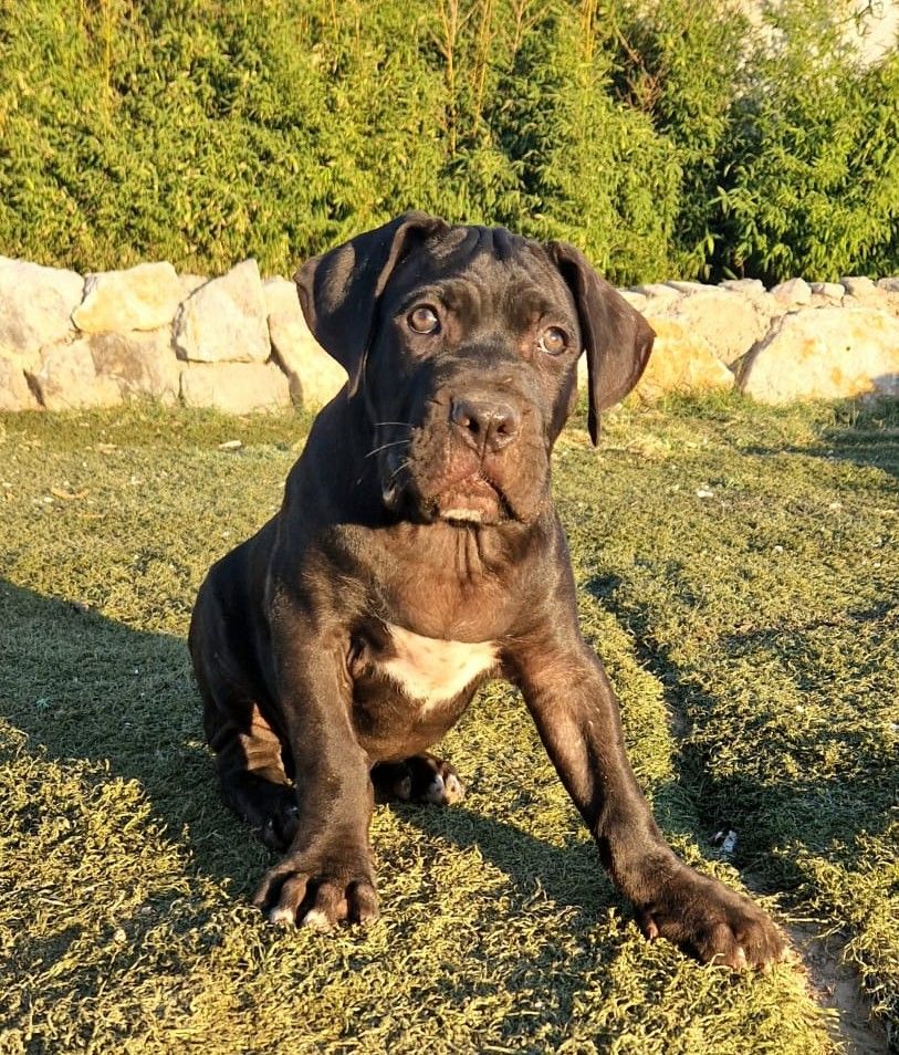 Des Seigneurs De Sparte - Chiot disponible  - Cane Corso