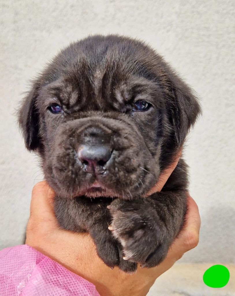 Des Seigneurs De Sparte - Chiot disponible  - Cane Corso