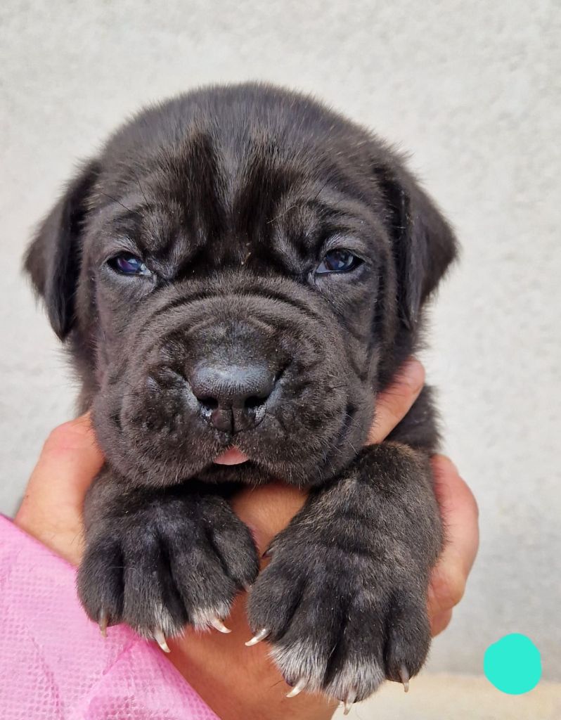 Des Seigneurs De Sparte - Chiot disponible  - Cane Corso