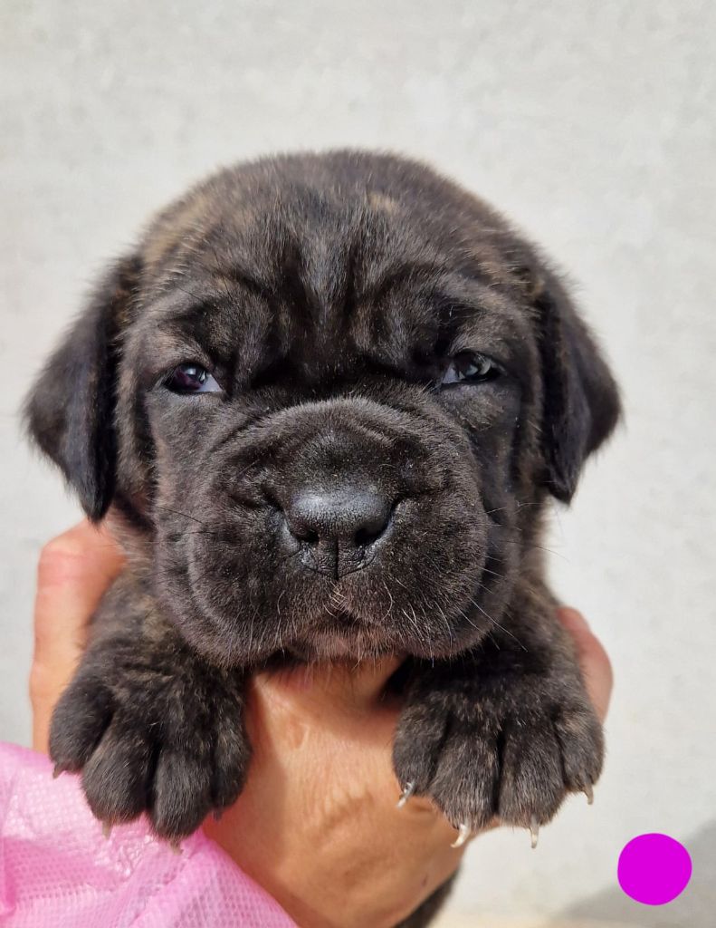 Des Seigneurs De Sparte - Chiot disponible  - Cane Corso