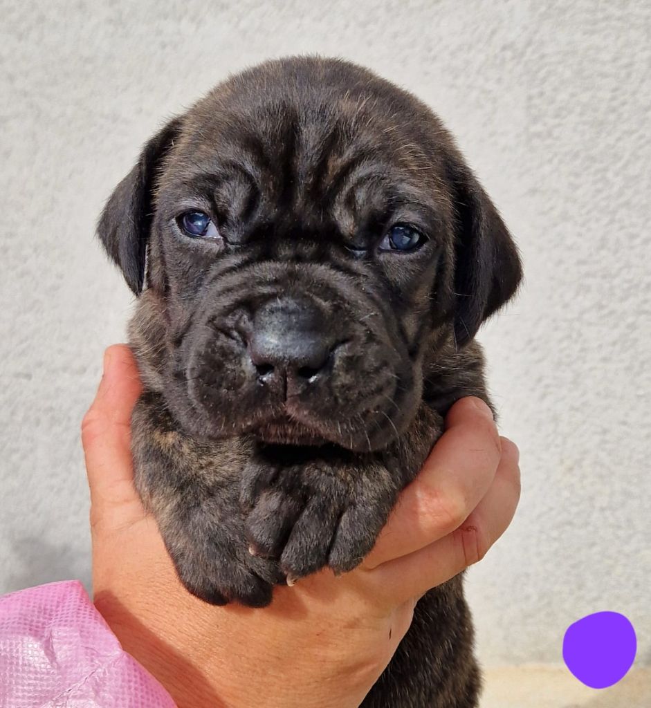 Des Seigneurs De Sparte - Chiot disponible  - Cane Corso