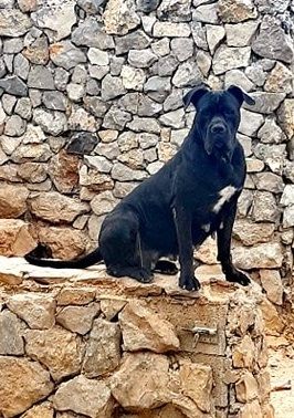 Ninféa di casa peppone