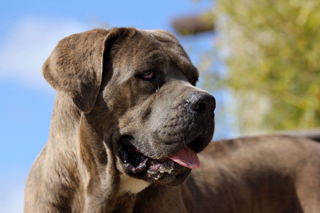 Amber, dite héos cane d'oro italiano