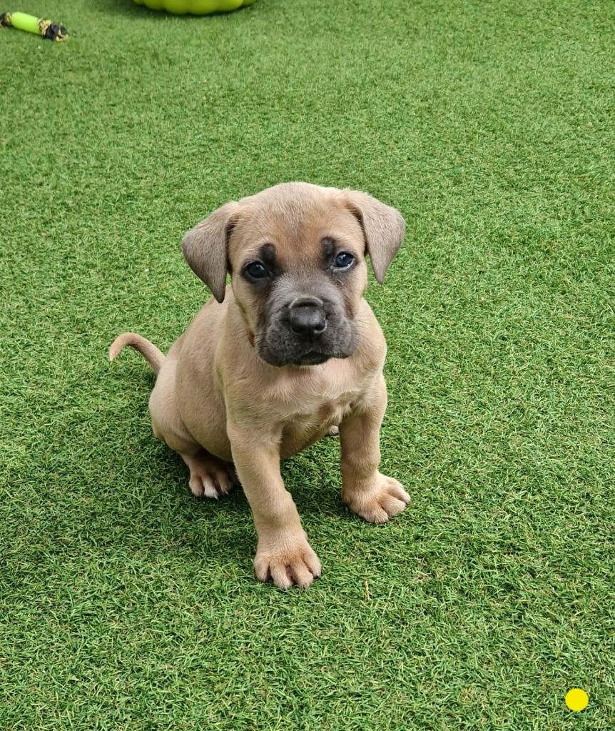 Des Seigneurs De Sparte - Chiots disponibles - Cane Corso