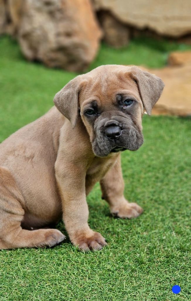 Des Seigneurs De Sparte - Chiots disponibles - Cane Corso