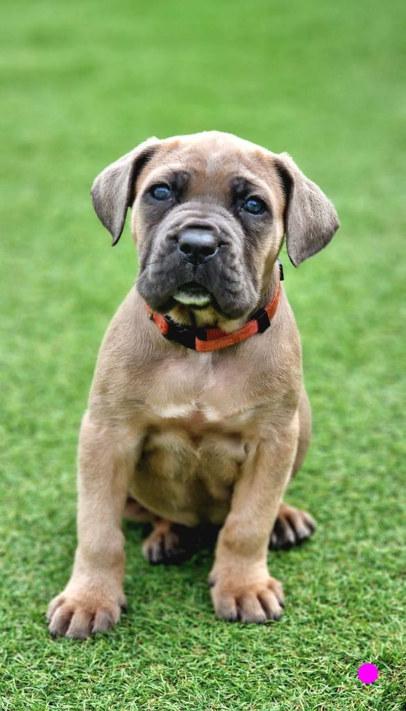 Des Seigneurs De Sparte - Chiots disponibles - Cane Corso